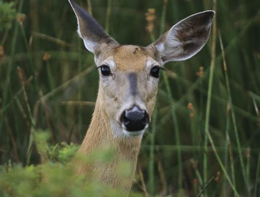 District Deer Season Forecasts Whitetail Deer Wayne Hall predicts deer numbers and deer hunting opportunities to be similar to those experienced in 2013.