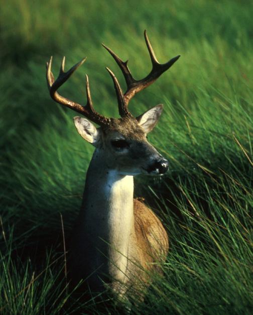 Whitetail Deer District Deer Season Forecasts John stehn / USFWS Northern District Forecast Contributed by Pete Engman Conditions during the winter of 2013-2014 were severe across northern Wisconsin.