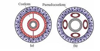 2 d. Coelom The body cavity, which is lined by mesoderm on both sides is called coelom. 1. Acoelomates animals in which the body cavity is absent. e.g., Sponges, coelenterates, platyhelminthes. 2.