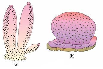 3 CLASSIFICATION OF ANIMALS Animals Cellular level of organisation Tissue/organ/organ-system level of organisation Porifera Radial symmetry Bilateral symmetry Coelenterata, Ctenophora Acoelomates