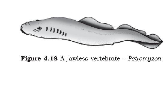 9 Vertebrata Division Agnatha (lacks jaw) class 1. Cyclostomata Pisces (bear fins) class 1. chondrichthyes 2. osteichthyes Gnathostomata (bears jaw) Super class Tetrapoda (bear limbs) class 1.