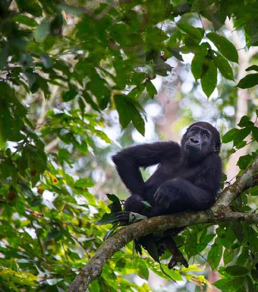 Highlights Explore a thriving rainforest ecosystem Track and view habituated western gorilla groups Walk along dappled paths through the forest Wade through clear forest streams Watch for wildlife