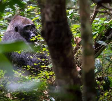 by gorillas and elephants Elephant visits to bais to obtain minerals are more frequent during this season Spectacular electrical storms contrast with sustained periods of clear blue skies and