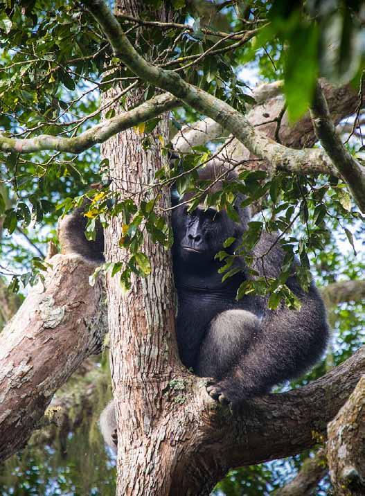 Neptuno Group (~16 individuals) Silverback: Neptuno, an enormous and sometimes intimidating male Home range centred on Ngaga Camp Jupiter Group (~25 individuals) Silverback: Jupiter just as enormous,
