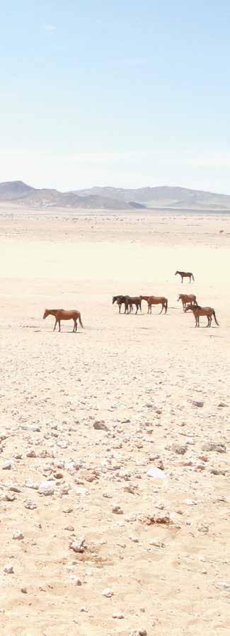 LIFESTYLE By Namibia Wild Horses Foundation The Wild Horses of the Namib attract thousands of tourists each year.