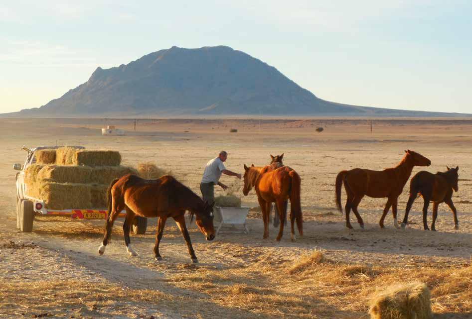 LIFESTYLE The work of the Namibia Wild Horses Foundation The Namibia Wild Horses Foundation is a non-profit organization, registered in 2012, with several directors from the tourism, veterinary,