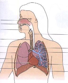 27. Label the following diagram: 28. If you haven t done so already, see the lung model and go the science 9 web page (http://sd67.bc.