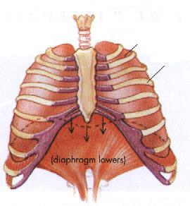 30. On the following diagram, where the muscles pull the rib cage outward and the muscles of the diaphragm are contracted, pulling it downward, the volume inside the chest cavity is (high/low).