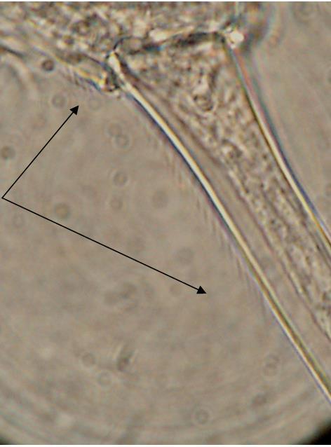 41 Mohammed Plate 3: Spines in the inner margin of the furca in female D. longifurca. Distribution D.