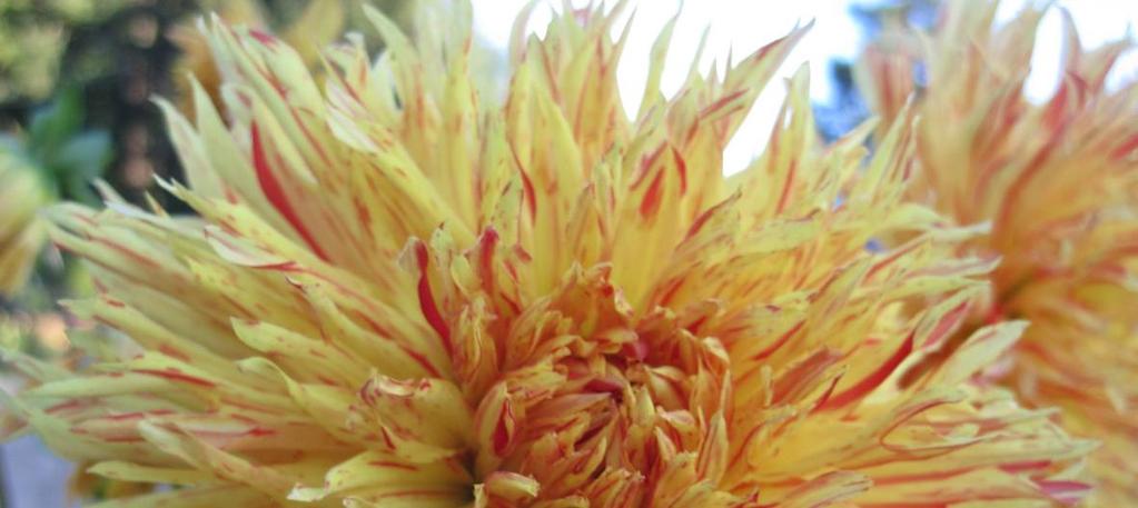 KITSAP COUNTY DAHLIA SOCIETY Inside this issue: KCDS Officers 2 KCDS Board Notes 2 Harvest and Planting of dahlia seed by Leone Smith Compost Catastrophe 2 months later How to Submit
