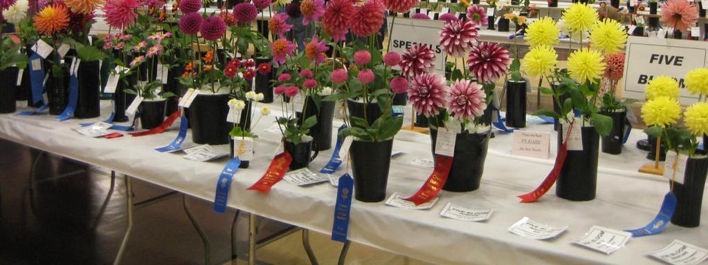 Silverdale dahlias 29 October, 9:00 AM Dig Silverdale dahlias New 2016 Seedling members showed for the first time this year, and did very well.