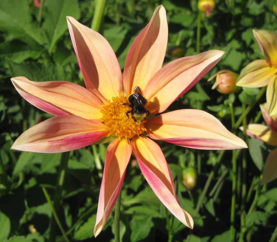 GATHERING AND PLANTING SEED FROM DAHLIAS September 2016 By Leone Smith At the May KCDS meeting we talked about gathering dahlia seed this summer from some of your favorite cultivars.