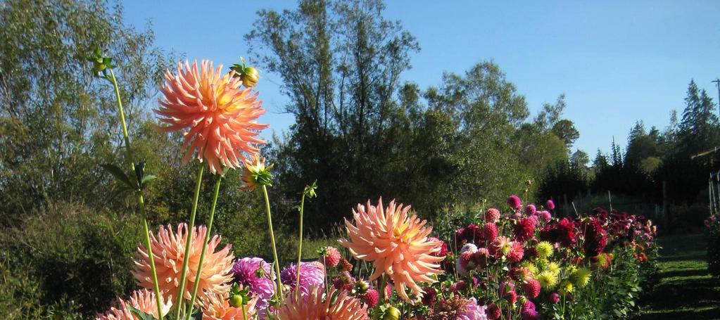 You might even become famous in the dahlia world! COLLECTING SEED Bees go in a straight line they don t bounce from section to section, so consider that when planting.