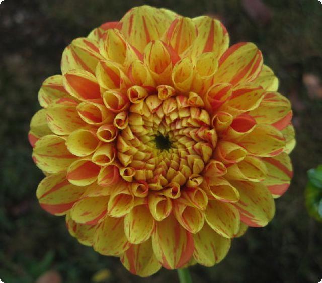 HOW TO SUBMIT YOUR PHOTOS TO THE ADS ONLINE CLASSIFICATION GUIDE By Debbie Kurre If you have visited the ADS website, www.dahlia.