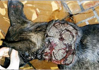 Additional Epi Information Dog with severe myiasis from Big Pine Key (July 2016) Pig with severe myiasis from Big Pine Key (July 2016) Dog with moderate myiasis from Big Pine Key (August 2016) NONE