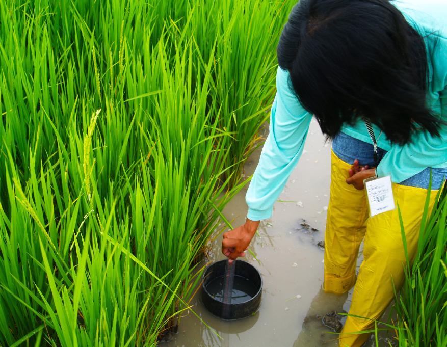 3. Gumamit ng mga teknolohiyang tipid sa tubig tulad ng kontroladong irigasyon, aerobic rice, at drip irrigation.