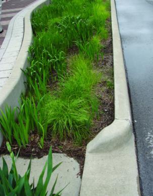 present to increase visibility, reduce crossing distance Combine stormwater management