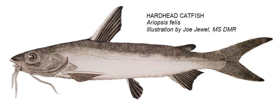 Hardhead catfish, Ariopsis felis Hardhead catfish, Ariopsis felis, are easily one of the most despised fish species found in the northern Gulf of Mexico.