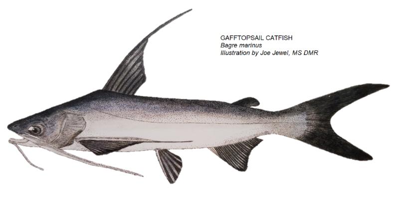Gafftopsail catfish, Bagre marinus, are easily distinguished from their cousin the hardhead due to their long barbels and long trailing fin extensions on their pectoral and dorsal spines.