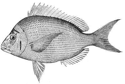 Scup Stenotomus versicolor (Mitchill) 1815 [Jordan and Evermann, 1896-1900, p. 1346, as Stenotomus chrysops (Linnaeus), 1766.