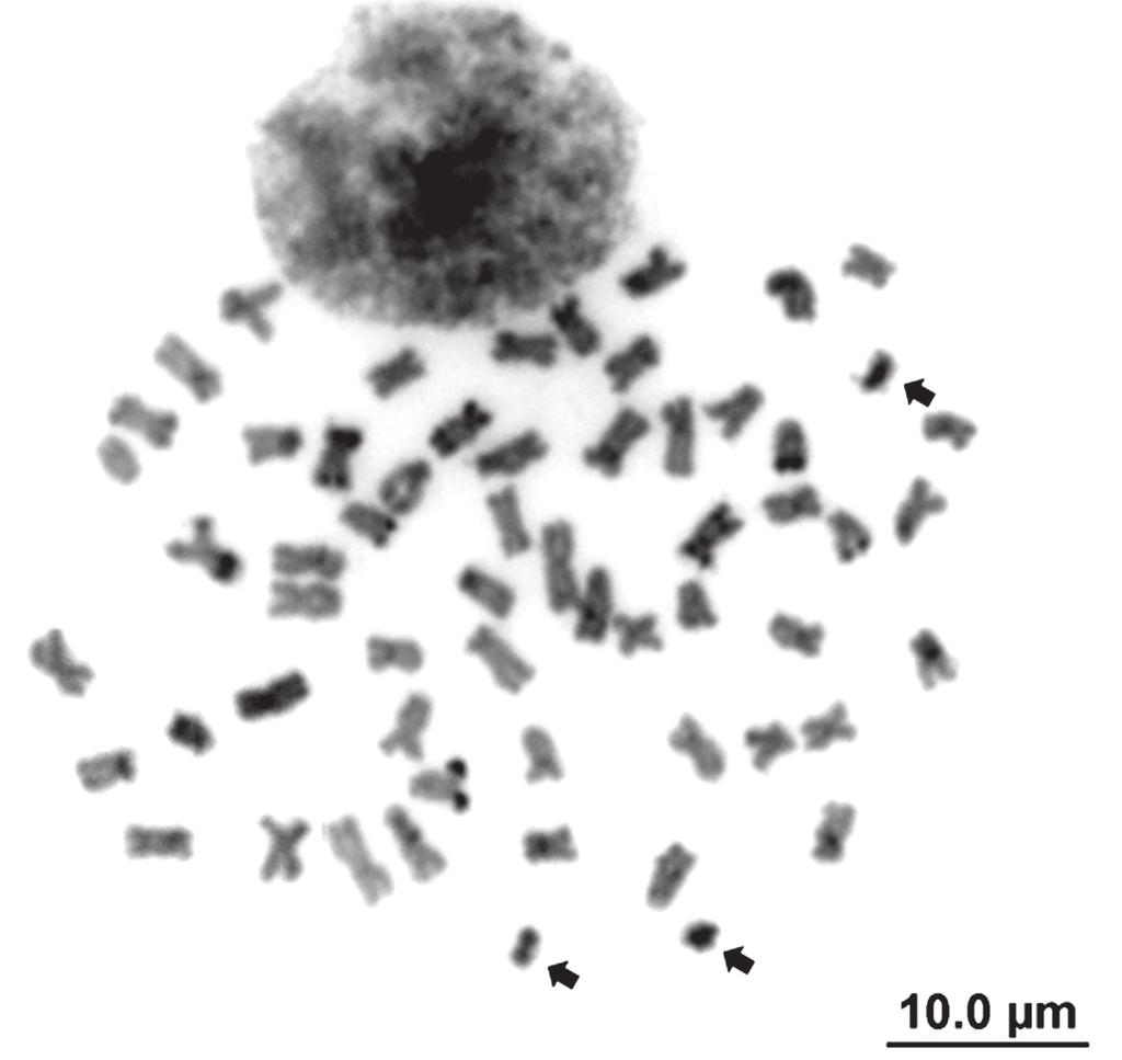 10 Cytogenetics in Pimelodus Pimelodus ortmanni. The diploid number was also 56 chromosomes (24 m + 18 sm + 8 st + 6 a) (Fig. 1f).