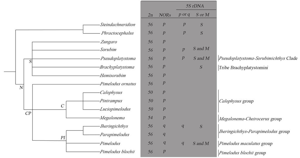 12 Cytogenetics in Pimelodus Fig. 5. Cytogenetics data and phylogenetic relationships between Pimelodidae (modified from Lundberg et al., 2011).