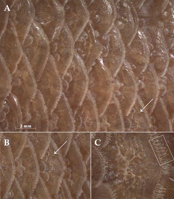 Figure 5. Ctenoid scales with only marginal cteni (i.e., no ctenial bases in the posterior field) as seen in Callanthias japonicus (ZUMT 51007, 138 mm SL).