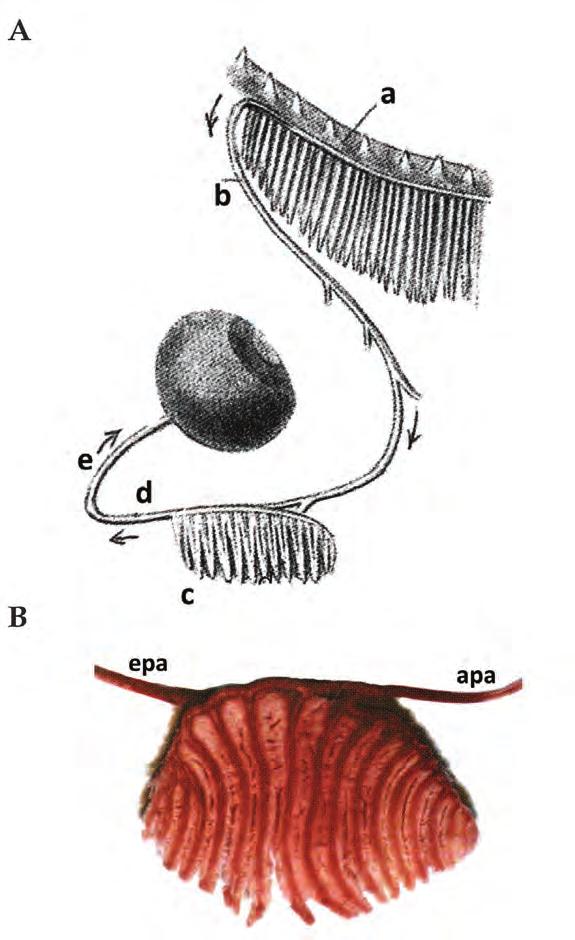 Figure 4. Pseudobranch. A.