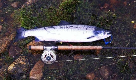 Angling Overview 2014 Season The 2014 salmon season will go down as an overall poor season for both spring salmon and grilse with all the major rivers in Europe reporting catches down by