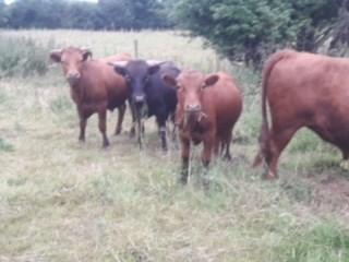 All cattle are quiet and are used to being handled.