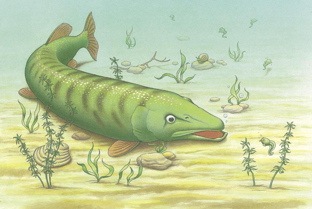 One day while they were racing, a big fish suddenly appeared. All the tadpoles swam away as fast as they could to hide.