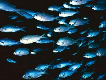 At least one-fourth of all fish swim in schools. Some schools have millions of fish! By swimming together, fish make it harder for bigger fish to eat them.