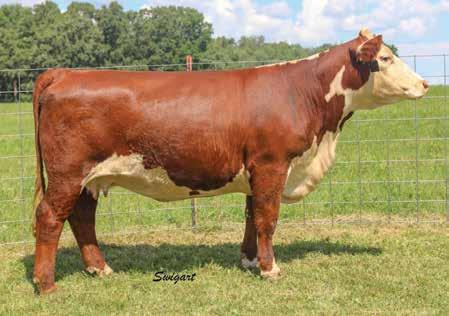 9 DELHAWK YES YOU CAN 33C ET 43646038 Calved: Feb.