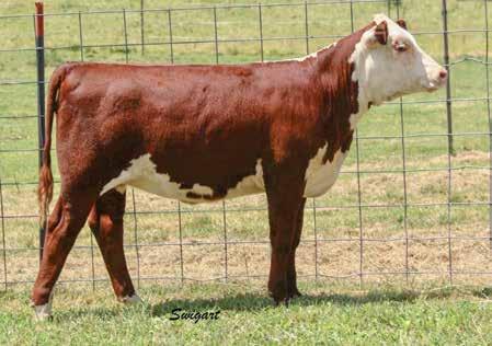 Wirth Polled Herefords Gene, Cheryl, Tracy, Matt, Brent and Lance Wirth 1547 75th St. New Richmond, WI 54017 Gene s cell 715-781-3239 Brent s cell 715-760-1727 brentwirth@rocketmail.