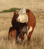 Buyer is purchasing full interest and full possession of one female from the CX herd.