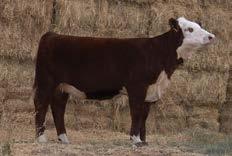 27.27.21.19.26 P P.20.23.21.21.20 This one can really turn heads on the chips as well as in the pasture. Study your lesson here folks, this one has a big future.