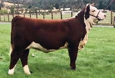 04 19 16 16 28.19.36.24.24.17.18.21 P P.17.20.17.17.16 Hacklin Herefords is excited to offer our first heifer consignment to the Reno Sale. Precious is by the popular CRR About Time 743.