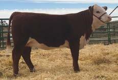 13.18 P P.12.18.13.14.12 Here is a great opportunity to own one of the first power matings of the great Action 106A bull and Miss Trust 417.