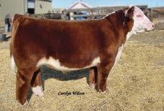17A & 17B Choice of Heifers We are proud to offer this pick of flushmates. These heifers are out of our donor 1056 and are a true representation of our program.