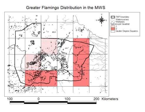 Figure 30: Spatial distribution map of Greater Flamingo in the MWS Source: Penry, 1994 Monitoring of the Flamingo breeding colonies over the past eleven years has revealed a general correlation in