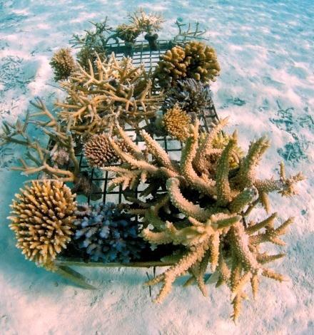 Share our vision of giving back Learn more about PER AQUUM Niyama s coral regeneration project Snorkel to the coral nursery with our resident Marine biologist where you can pick up, name and