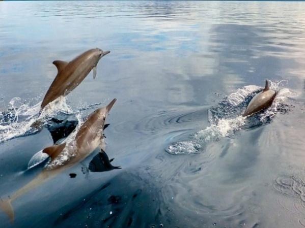 We are lucky enough to have a large pod of spinner dolphins living right on our doorstep.