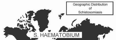 haematobium Schistosoma japonicum Schistosoma