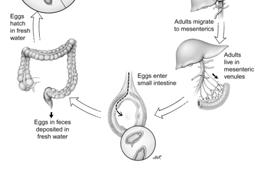 Schistosoma mansoni Miracidium 15 μm