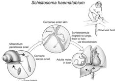 Schistosoma haematobium Schistosoma mekongi 75 μm 30 μm