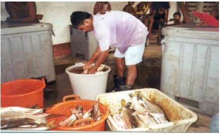 processing companies to see in what way they can support the Rama fish cooperative by buying more