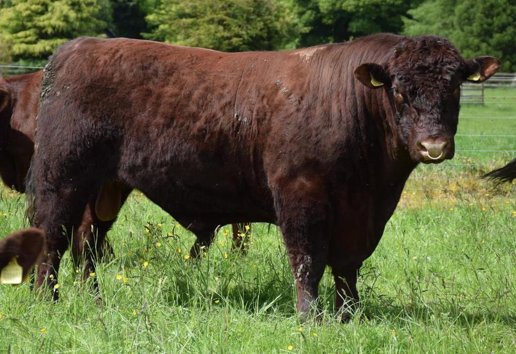 LINCOLN RED CATTLE SOCIETY ST. FORT SQUIRE P4259 St Fort Squire, bred by A Mylius & Partners, retained in the St. Fort Herd as a stock bull in May 2015.