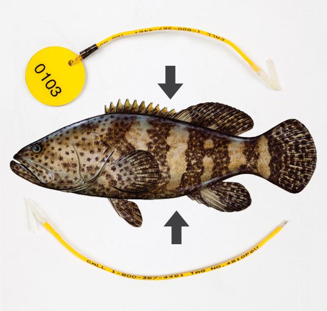 For More Information Cass-Calay, S. L. and T. W. Schmidt. 2009. Monitoring changes in the catch rates and abundance of juvenile goliath grouper using the ENP creel survey, 1973-2006. Endang.