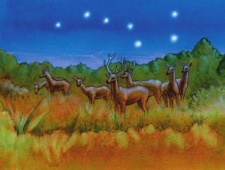 The elk were very important to the Snohomish. Elk even became part of a constellation. This tale tells how that happened.