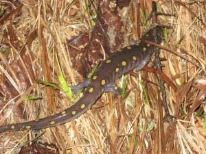 We Should Protect Vulnerable Vernal Pools by David Gibson A Spotted Salamander near Ski Tow Road, Tupper Lake, en route to a vernal pool.